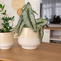 MACETERO CALEB CERÁMICA -Tienda De Decoración macetero caleb ceramica 5