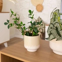 MACETERO CALEB CERÁMICA -Tienda De Decoración macetero caleb ceramica 6